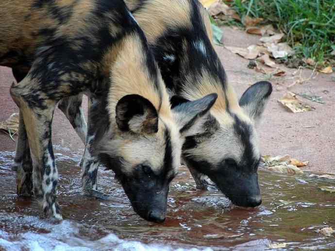 犬科：薮犬亚科非洲野犬属之非洲野犬