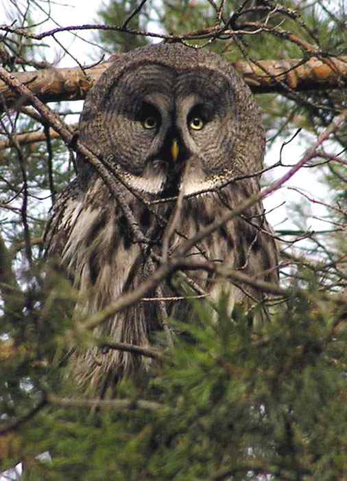 森林中最大的的猫头鹰——乌林枭