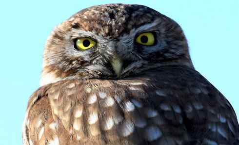 可爱的小妖精——纵纹腹小鸮