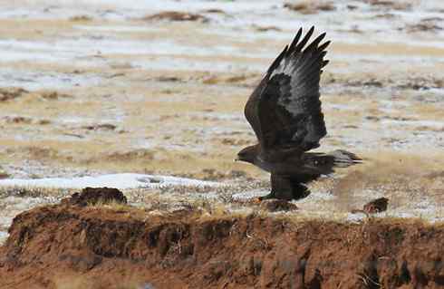 鸟中豪豹大鵟 鸟中豪豹大鵟