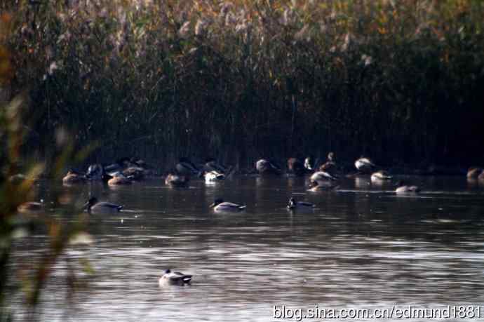 崇明东滩湿地公园十一月鸟况-望远镜打鸟