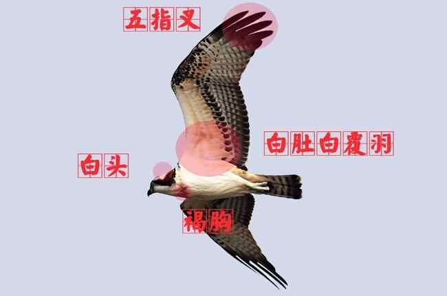 鹗 猛禽大全——中国东部地区27种迁徙类猛禽辨识
