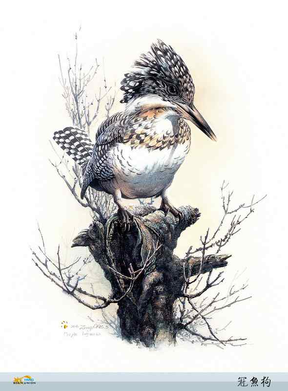 鸟类绘画
