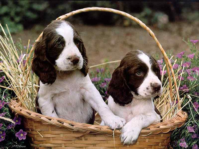 好看的动物图片(4) 好看的动物图片(4)