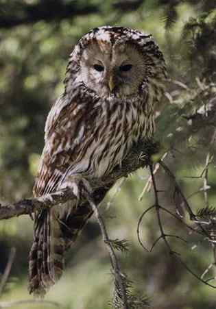 长尾林鸮 Ural Owl