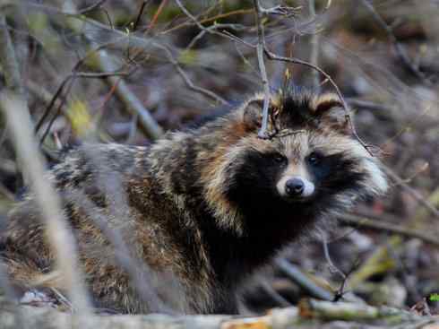 犬科:犬亚科犬属之貉 犬科:犬亚科犬属之貉