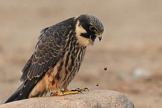 诠释燕隼“吐食丸”的全过程