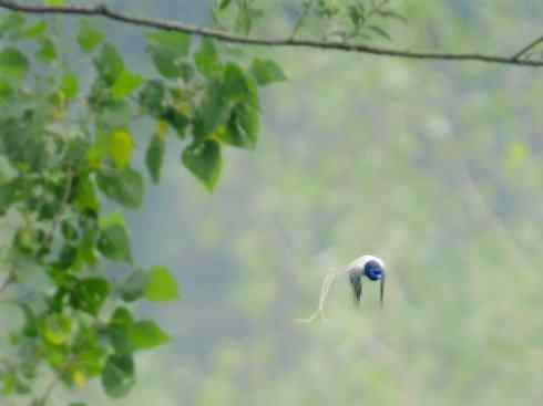 家禽驯化之源之二十九