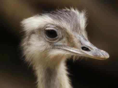 家禽驯化之源之十二