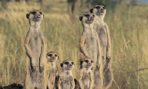 ubuntu各大发行版的动物代号