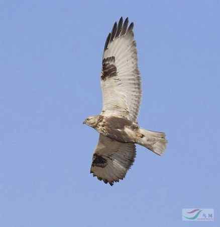 鵟的百变羽色——浅灰型