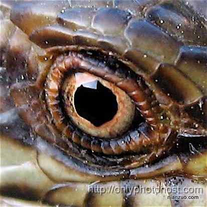 [组图]欣赏动物的眼睛