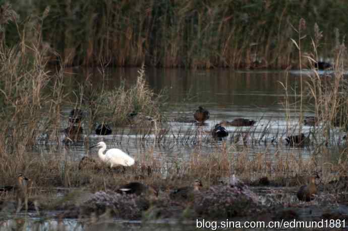 崇明东滩湿地公园十一月鸟况-望远镜打鸟