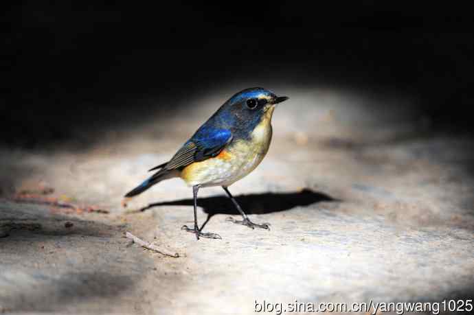 雄性红胁蓝尾鸲（15）