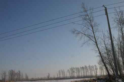 大庆猛鸮的生物链