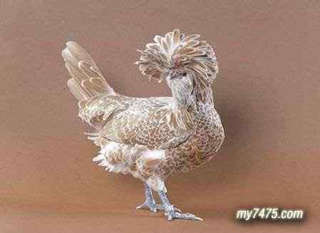 酷酷的宠物鸡图片