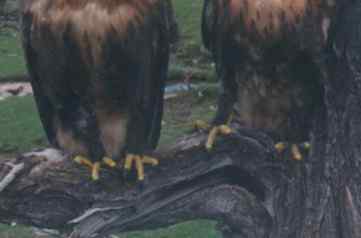 鸟中豪豹大鵟 鸟中豪豹大鵟