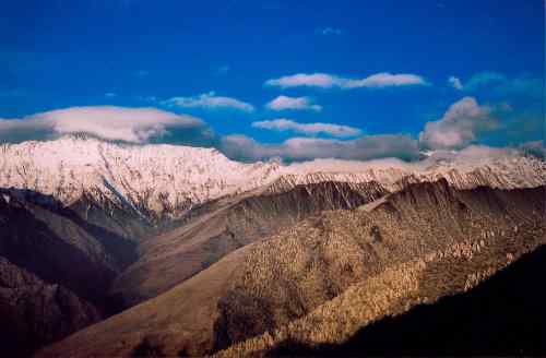 雪山拜会白马鸡