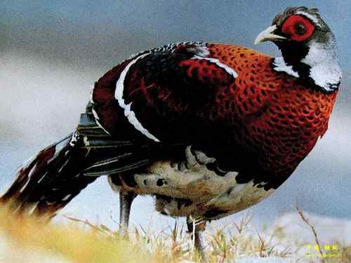 濒临绝种的动物资料大全