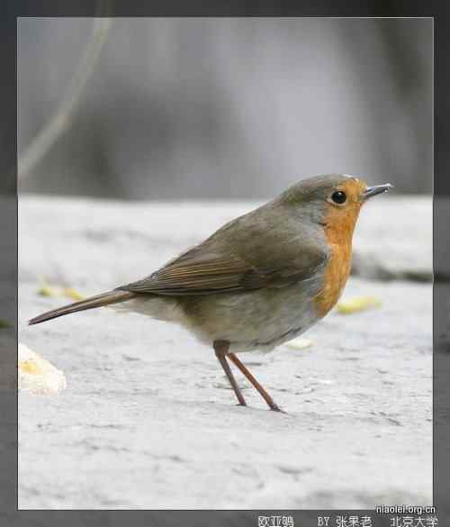 [组图]北京大学欧亚鸲