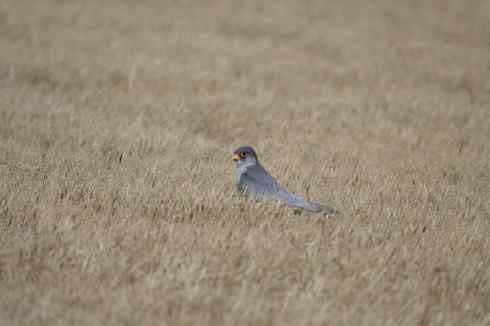林甸草原上的阿穆尔隼