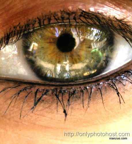 [组图]欣赏动物的眼睛