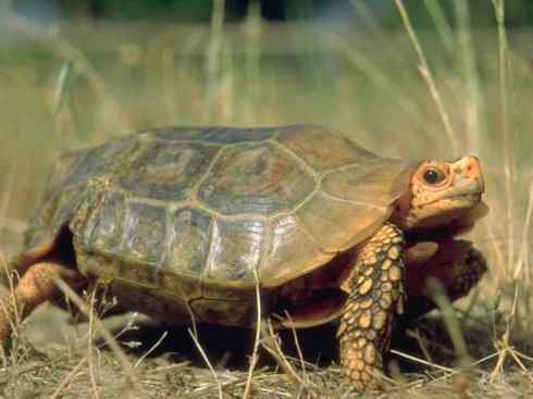 玄武：传说的兽原型探秘（象龟）