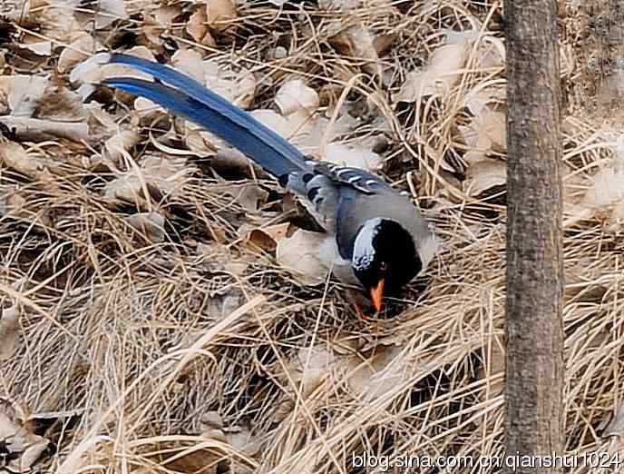 晒鸟儿红嘴蓝鹊和鹮嘴鹬