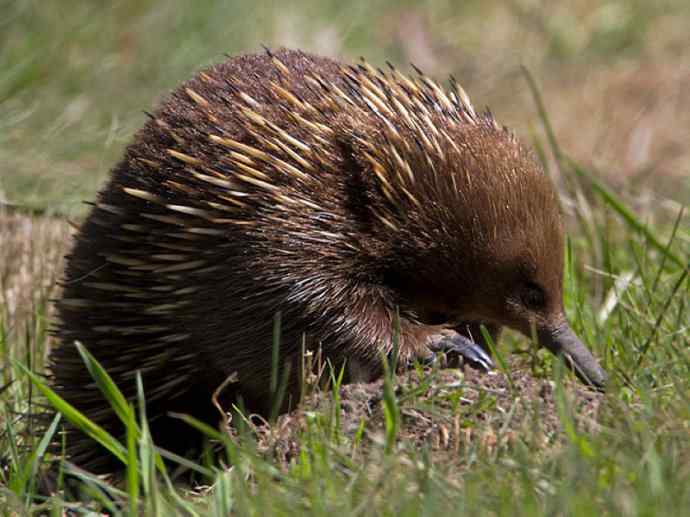 盘点十二大著名食蚁动物：短吻针鼹