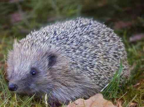 动物世界：山寨还是原创之三