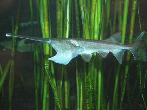 鱼类活化石：匙吻鲟科