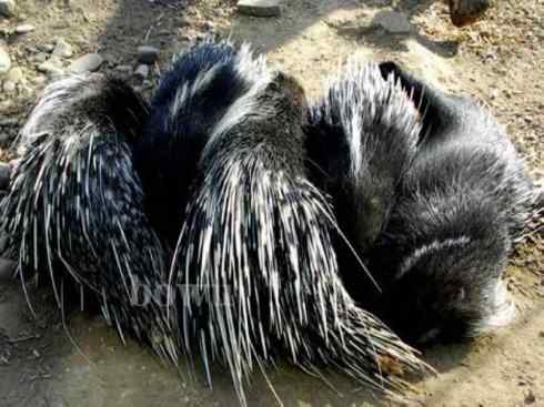 动物世界：山寨还是原创之二