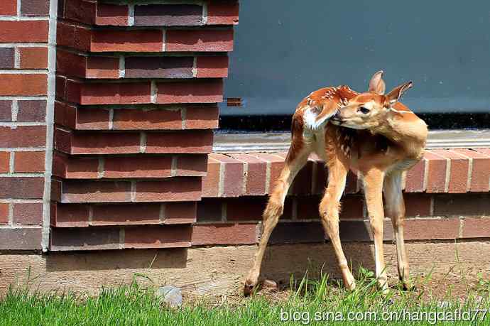 误入校园的小鹿