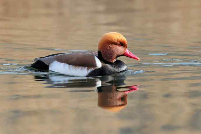稻香湖的潜鸭☆