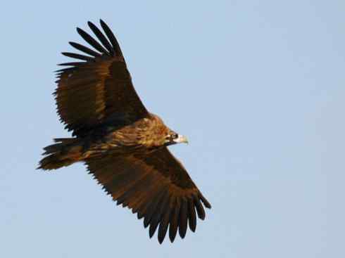 鸟类之最:大秃鹫