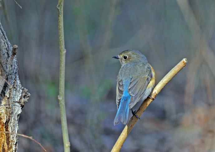 雌性红胁蓝尾鸲(40)