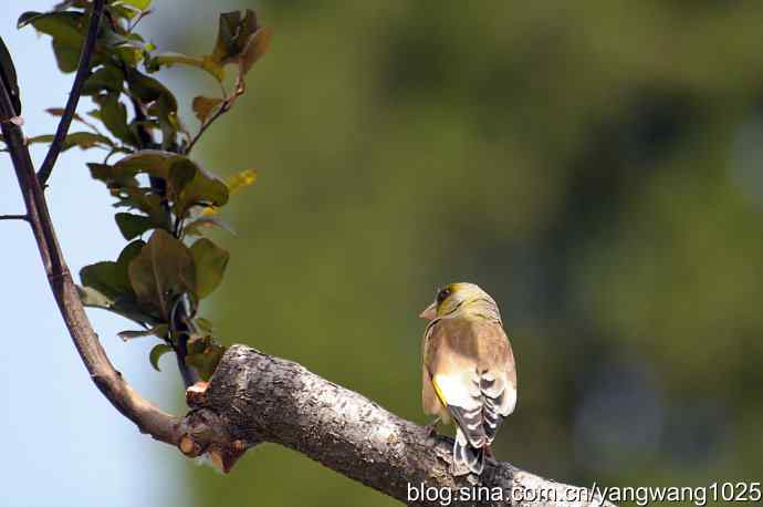 明星风范（拍摄金翅鸟纪实）