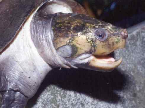 玄武：传说的兽原型探秘（侧颈龟类）