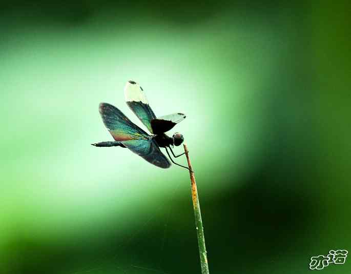 圆明园&nbsp;wbr路&nbsp;wbr黑丽翅蜻鈥斺敽商裂蘧