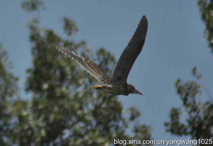 夜鹭（大丽抓拍）