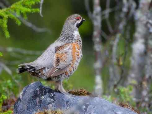 家禽驯化之源之十 家禽驯化之源之十