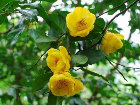 鱼类活化石：美洲肺鱼