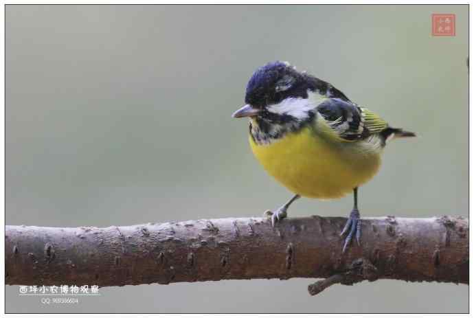 几张黄腹山雀
