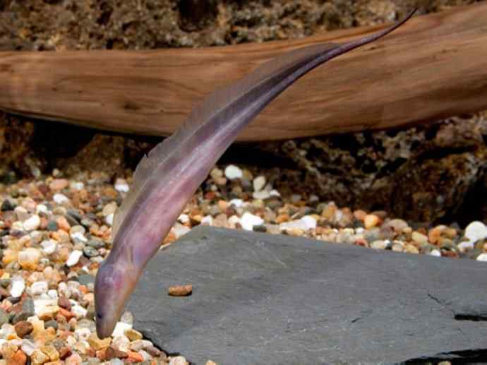 鱼类活化石：裸臀鱼