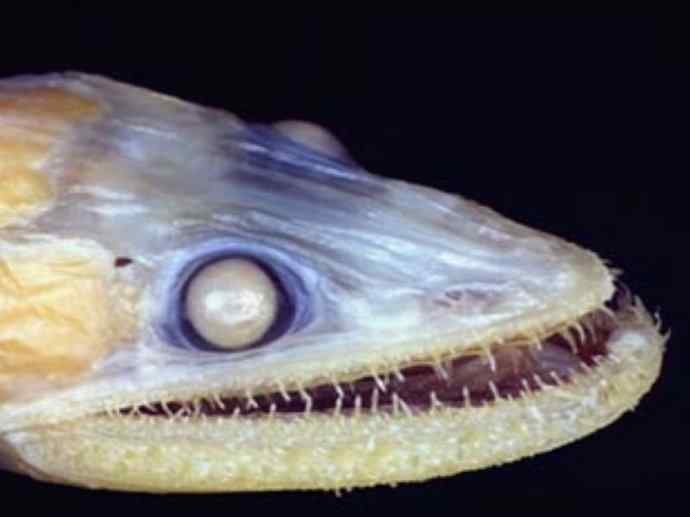 鱼类活化石：帆蜥鱼