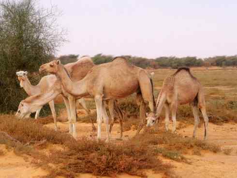 麒麟：传说的兽原型探秘（叉角羚）
