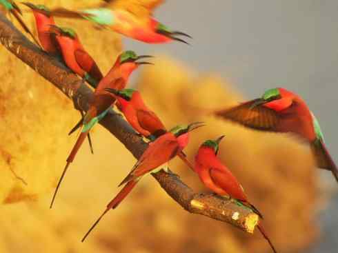 极品红色鸟类:红蜂虎 极品红色鸟类:红蜂虎