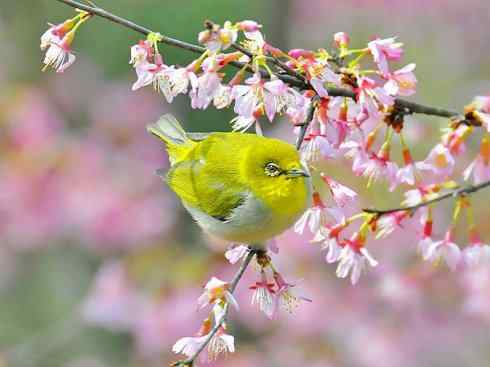 美丽无罪：雀鸟之欣赏2