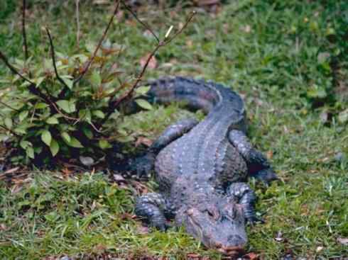 龙:传说的兽原型探秘(短吻鳄类) 龙:传说的兽原型探秘(短吻鳄类)