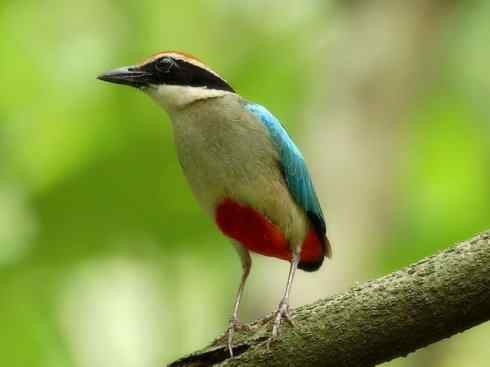 美丽无罪：雀鸟之八色鸫